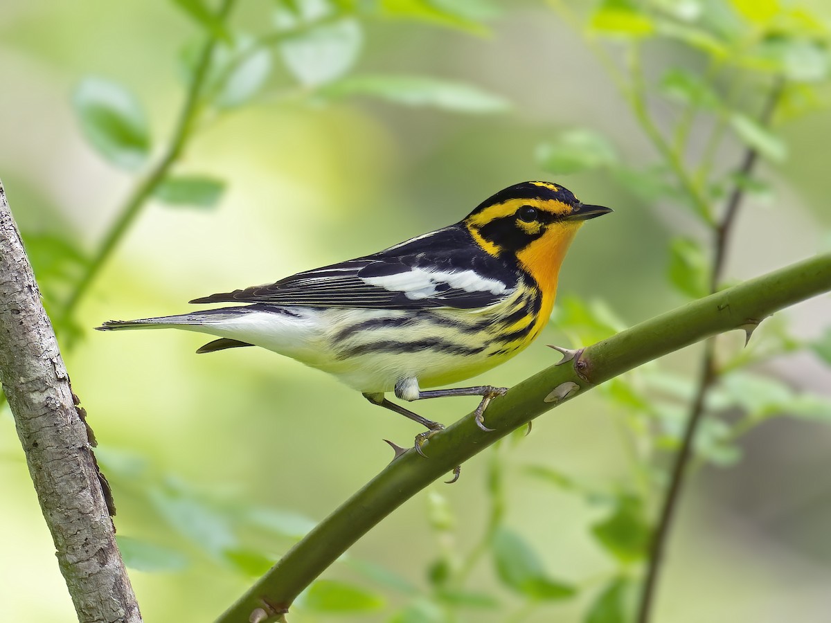 Blackburnian Warbler - ML336744241