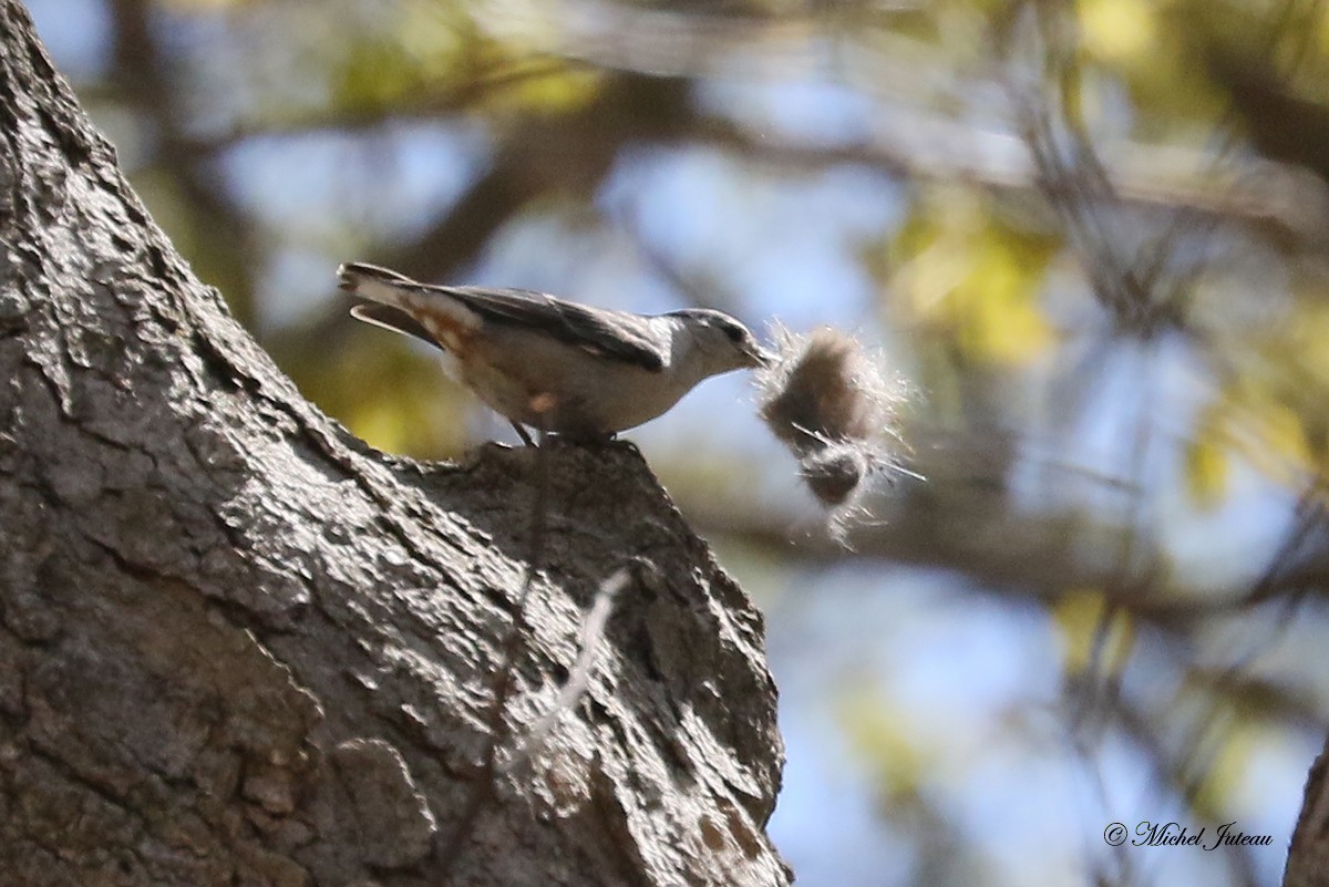 White-breasted Nuthatch - Michel Juteau