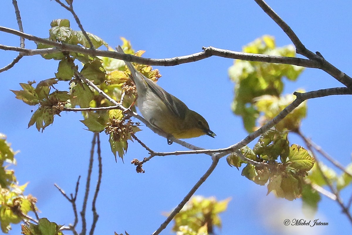 Pine Warbler - Michel Juteau