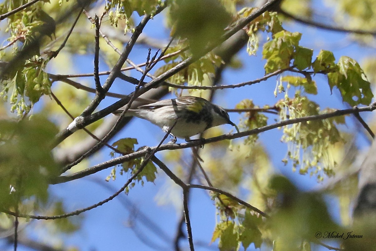 Yellow-rumped Warbler - ML336745121