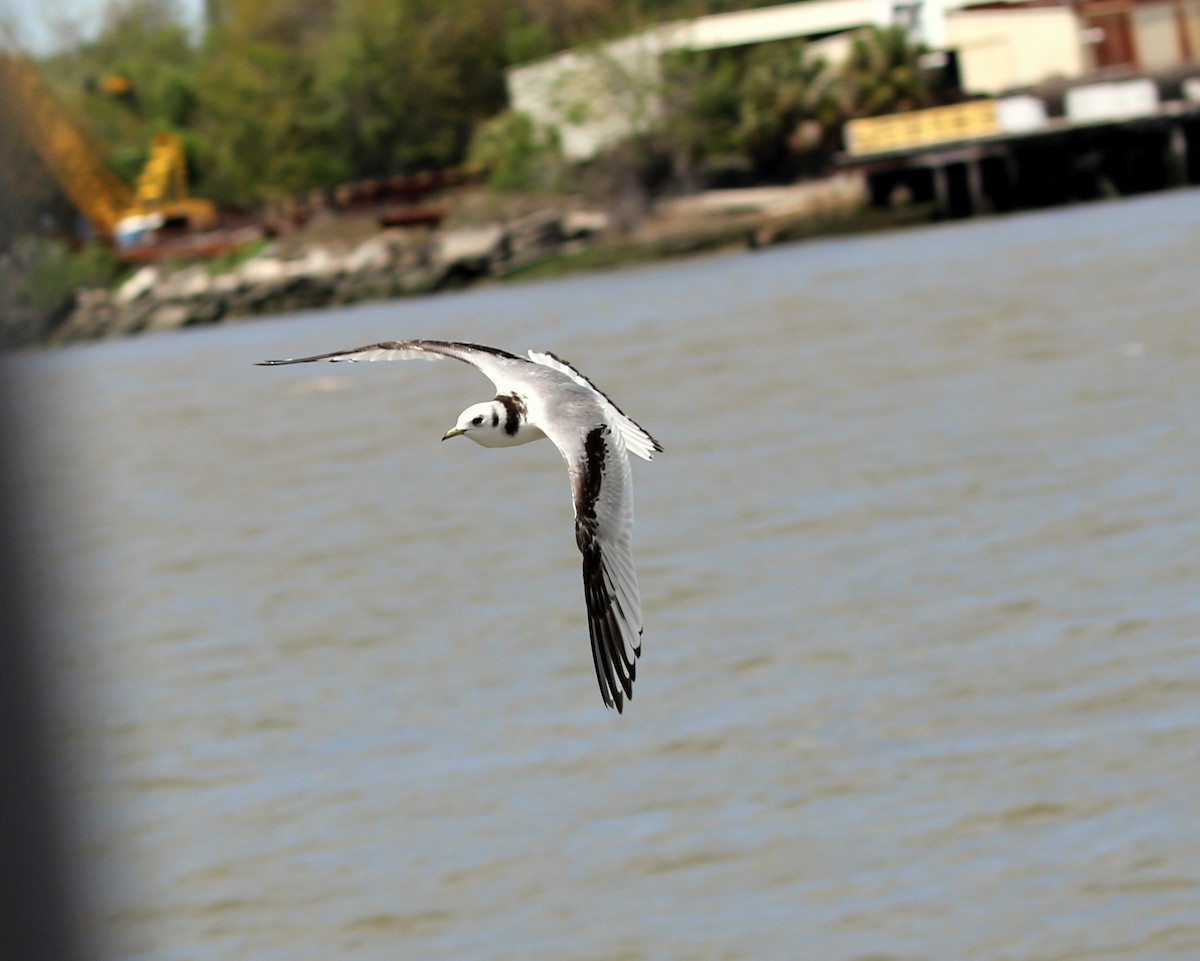 Mouette tridactyle - ML336745391