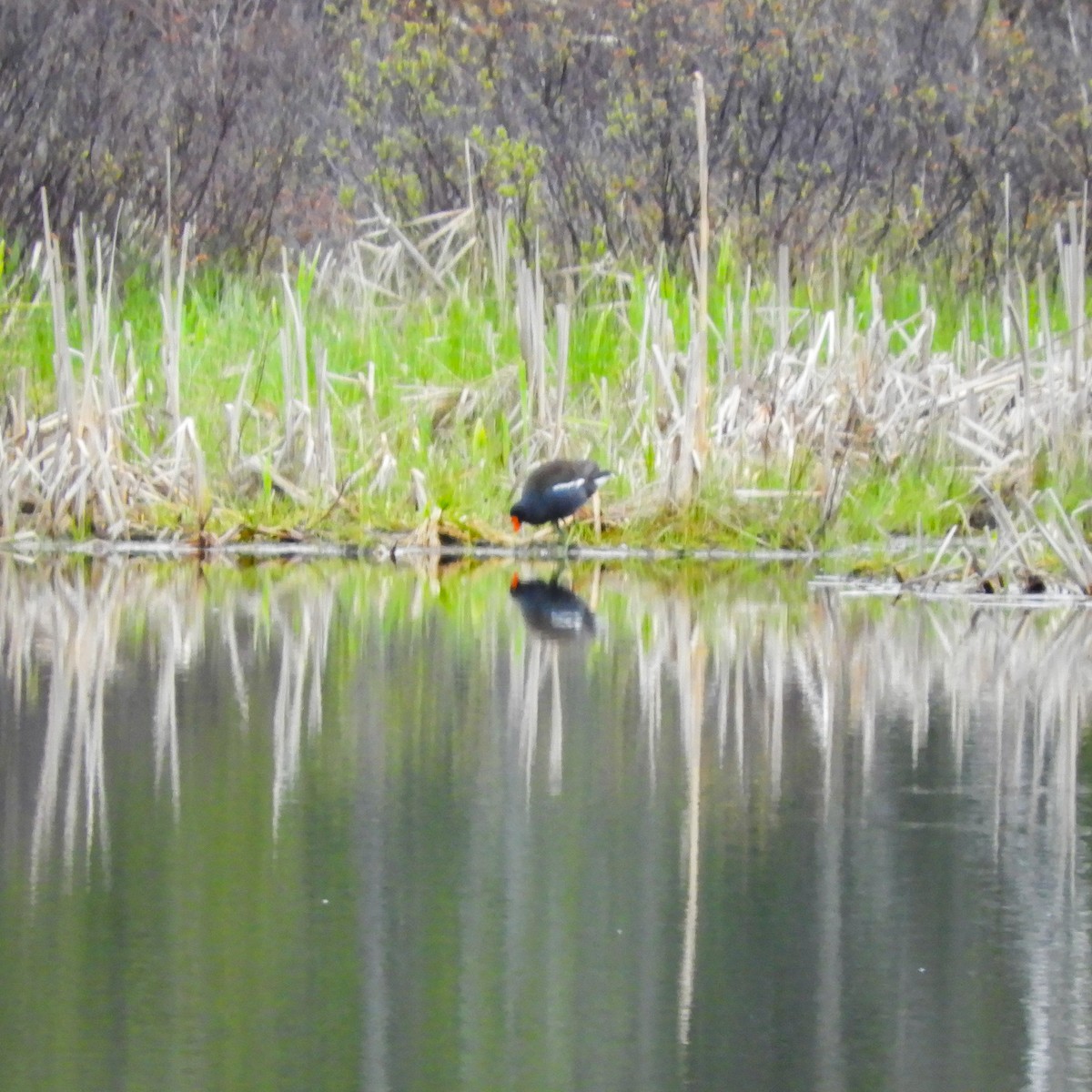 Gallinule d'Amérique - ML336745471