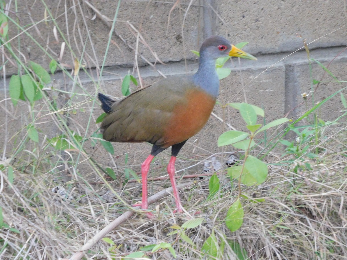 Gray-cowled Wood-Rail - ML336745971