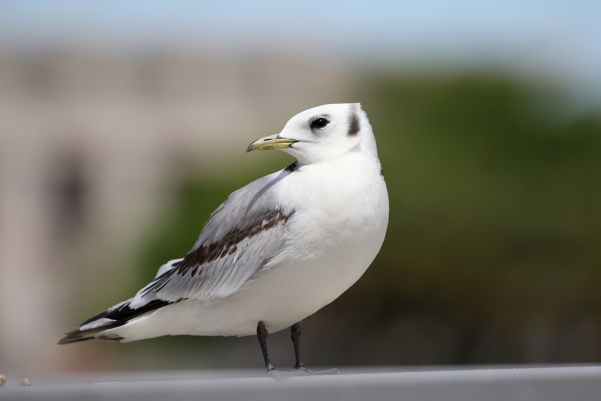 Mouette tridactyle - ML336746061