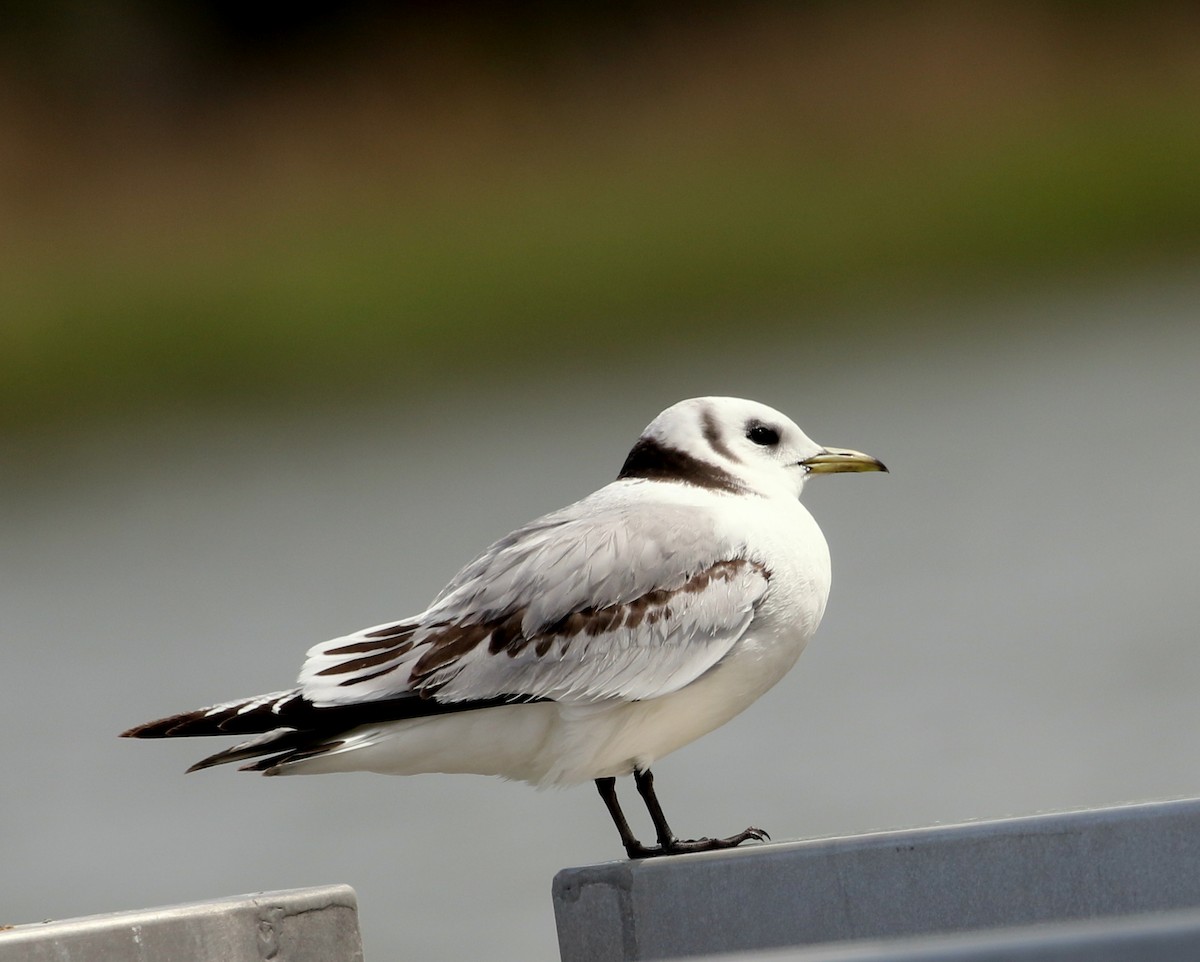 Mouette tridactyle - ML336746231