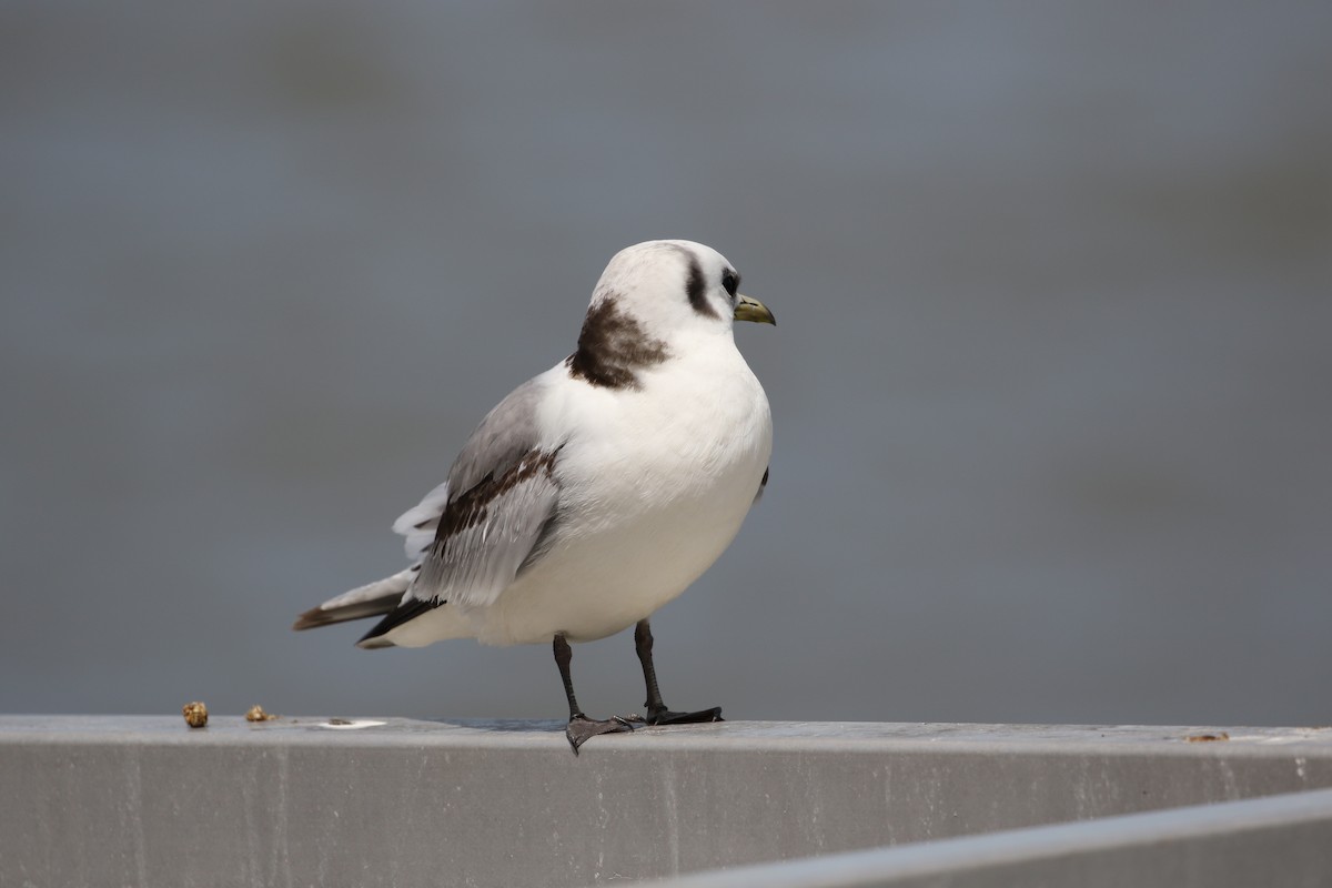 Mouette tridactyle - ML336746681