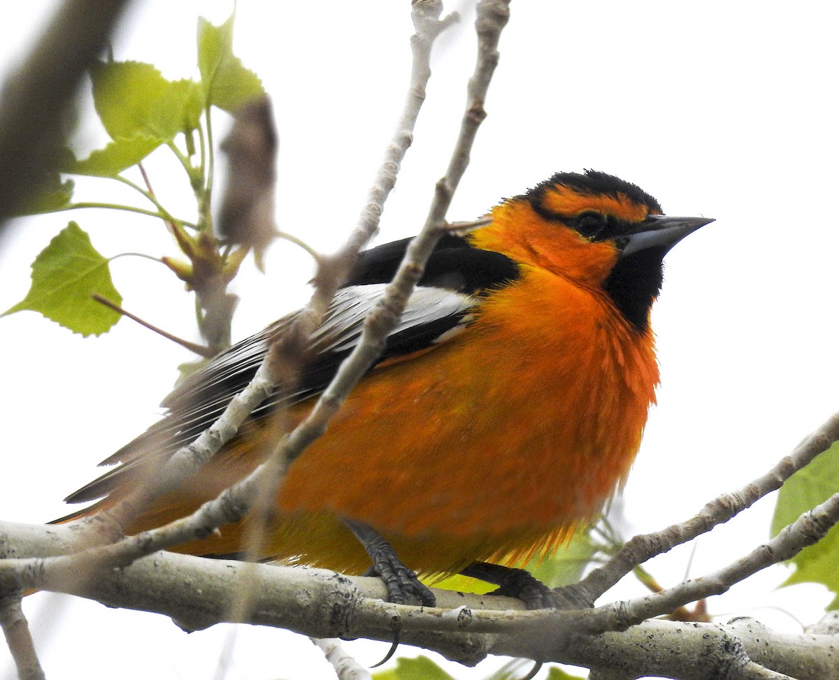 Bullock's Oriole - ML336746721