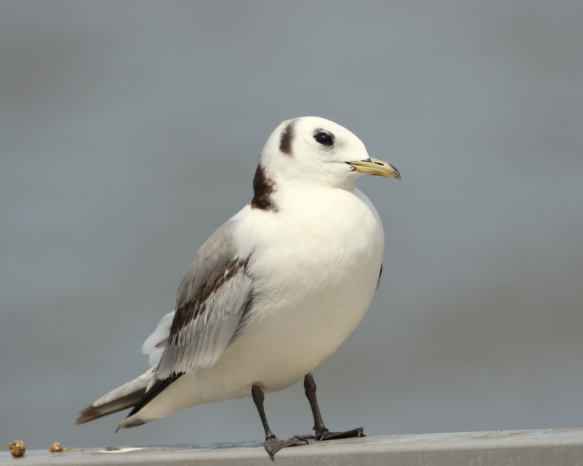 Mouette tridactyle - ML336746991