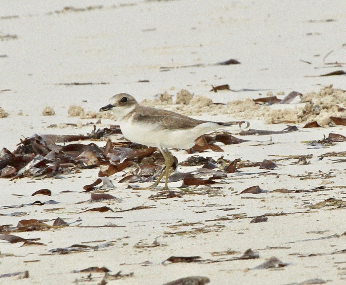 Greater Sand-Plover - ML336747411