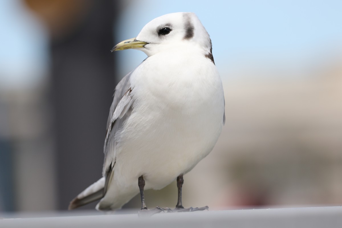 Mouette tridactyle - ML336747431