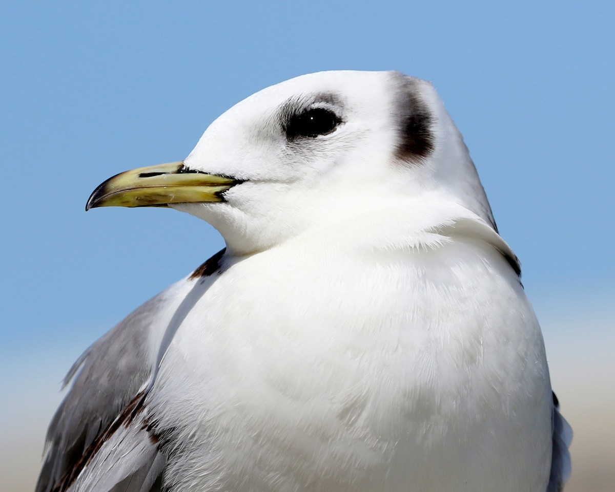 Mouette tridactyle - ML336747911