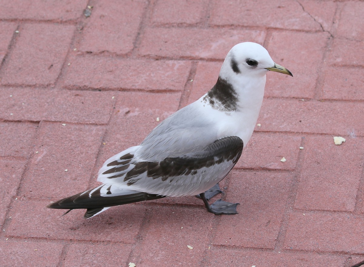 Mouette tridactyle - ML336748411