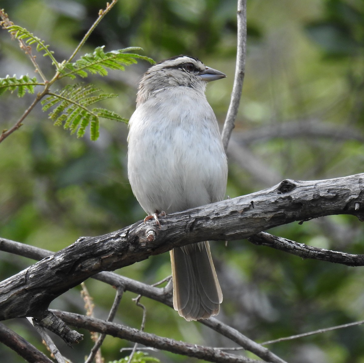 Tocuyo Sparrow - ML336752551