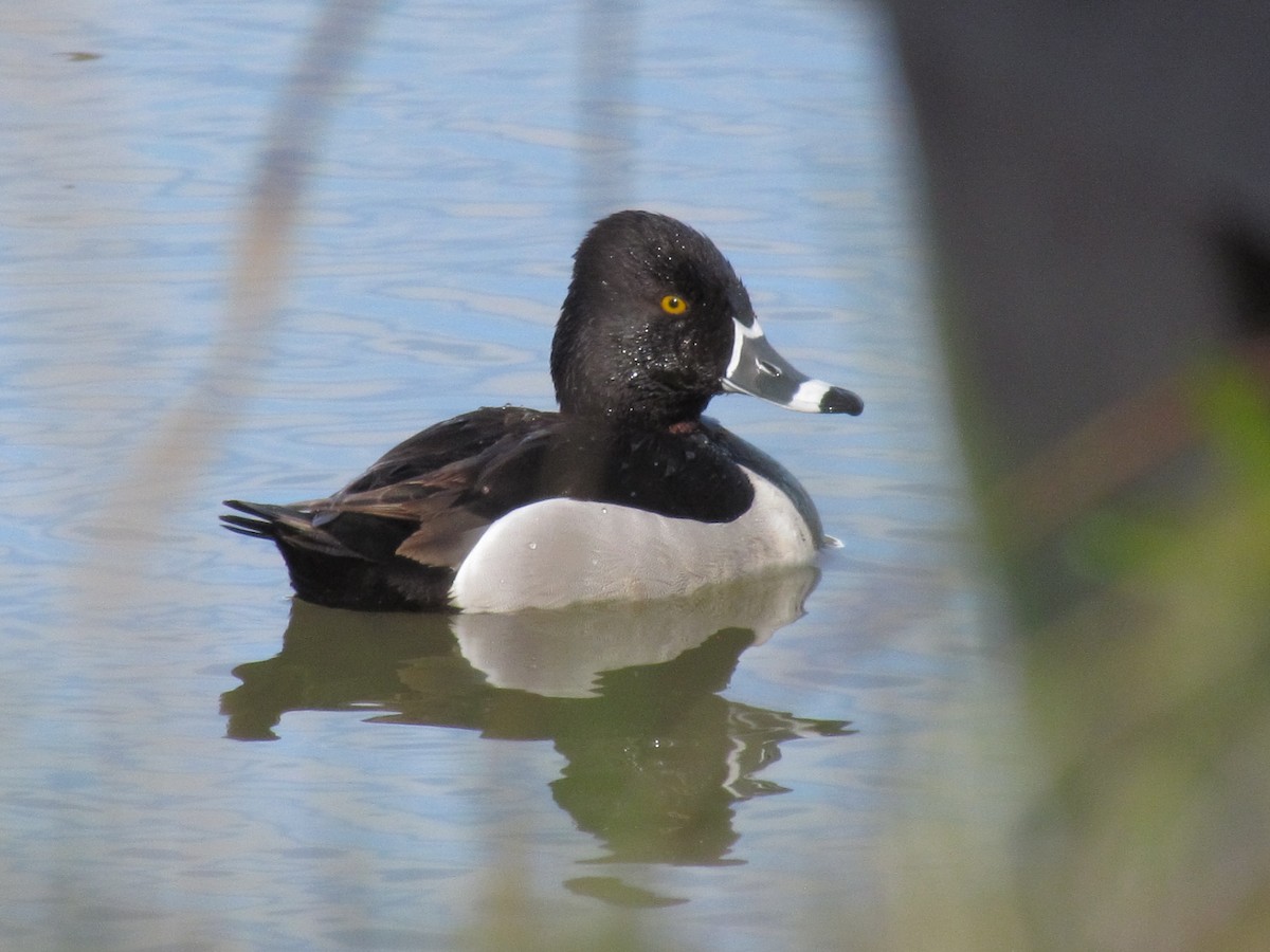 Ring-necked Duck - ML336752751