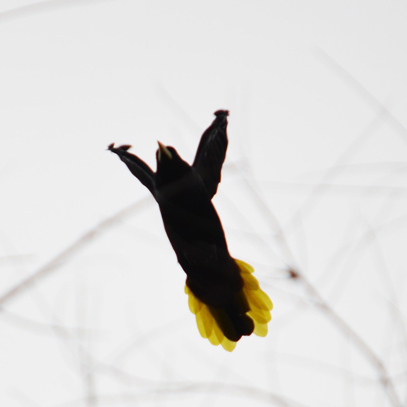 Crested Oropendola - ML336753011
