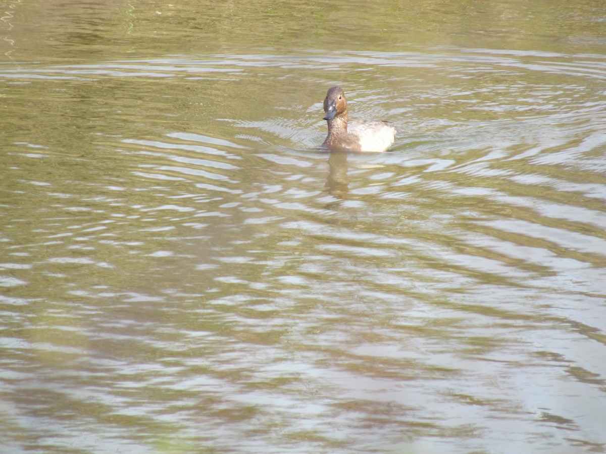 Canvasback - ML336753021