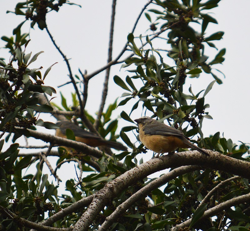 Bluish-gray Saltator - ML336753271