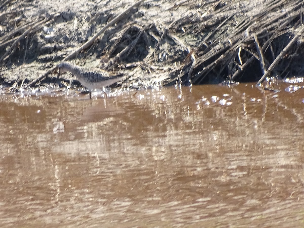Stilt Sandpiper - ML33675341