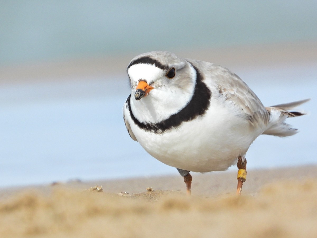 Piping Plover - Simon Tolzmann