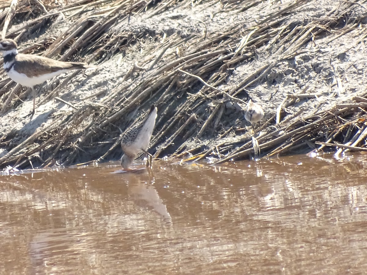 Stilt Sandpiper - ML33675681