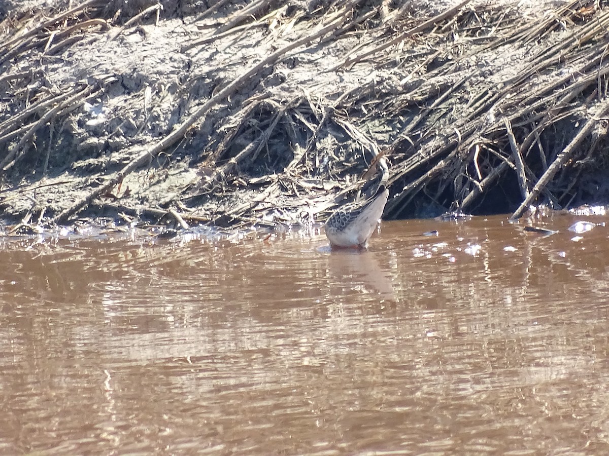 Stilt Sandpiper - ML33675691