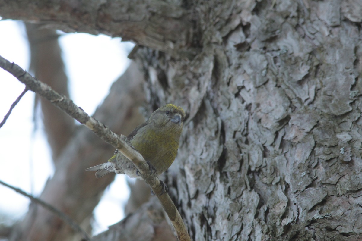 Гацуурын солбин хошуут - ML336757001