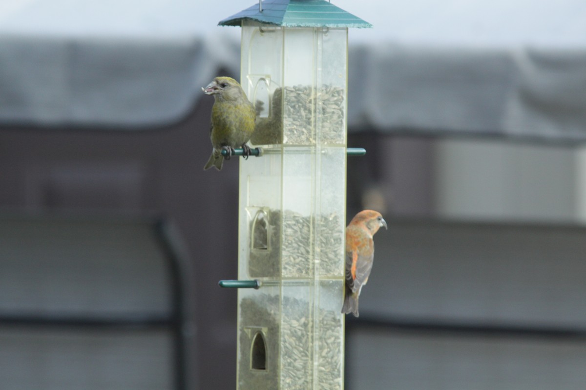 Гацуурын солбин хошуут - ML336757031