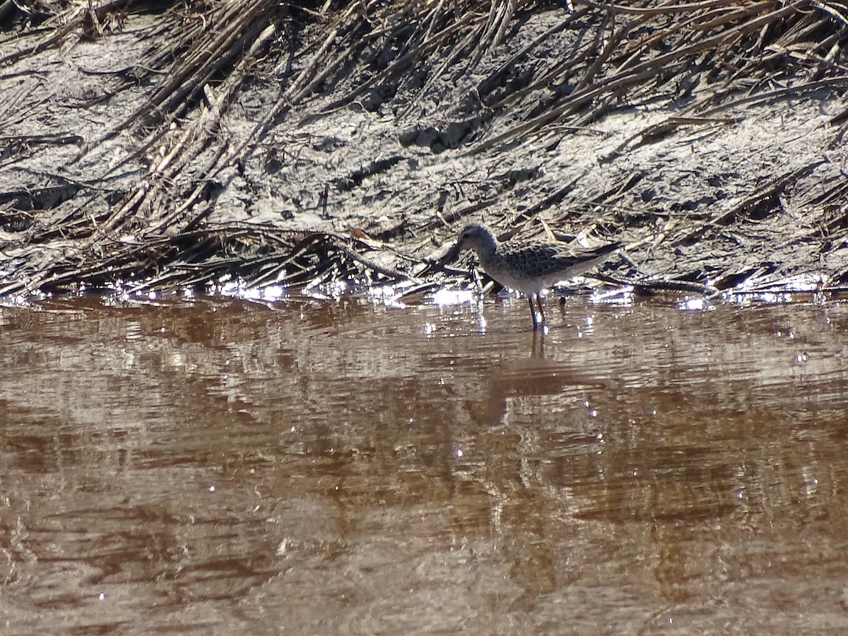 Stilt Sandpiper - ML33675741