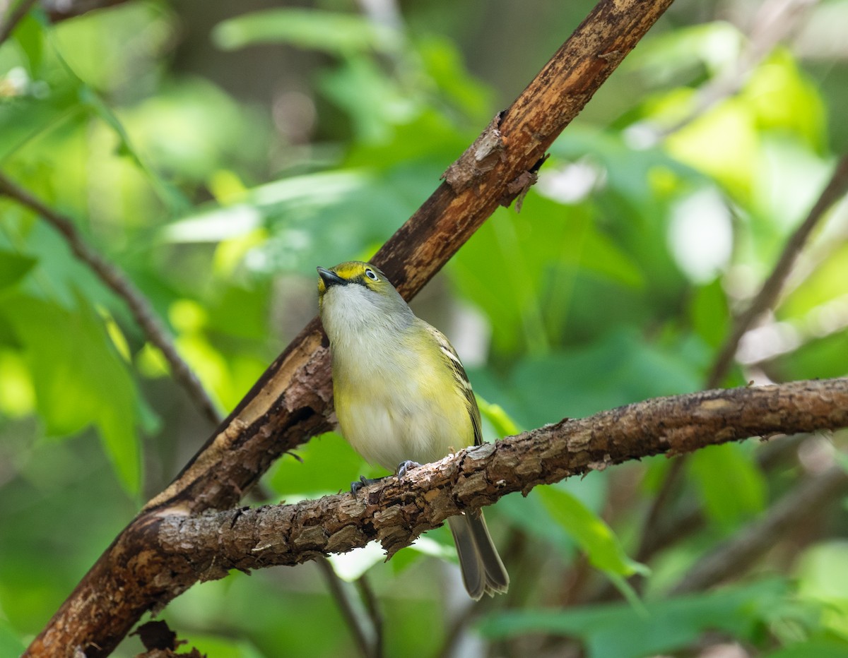 Ak Gözlü Vireo - ML336757721