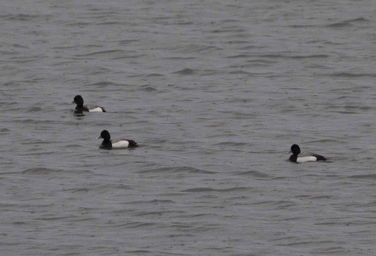 Lesser Scaup - Vernon Buckle