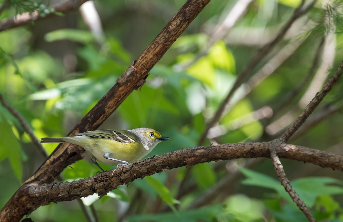 Ak Gözlü Vireo - ML336757911