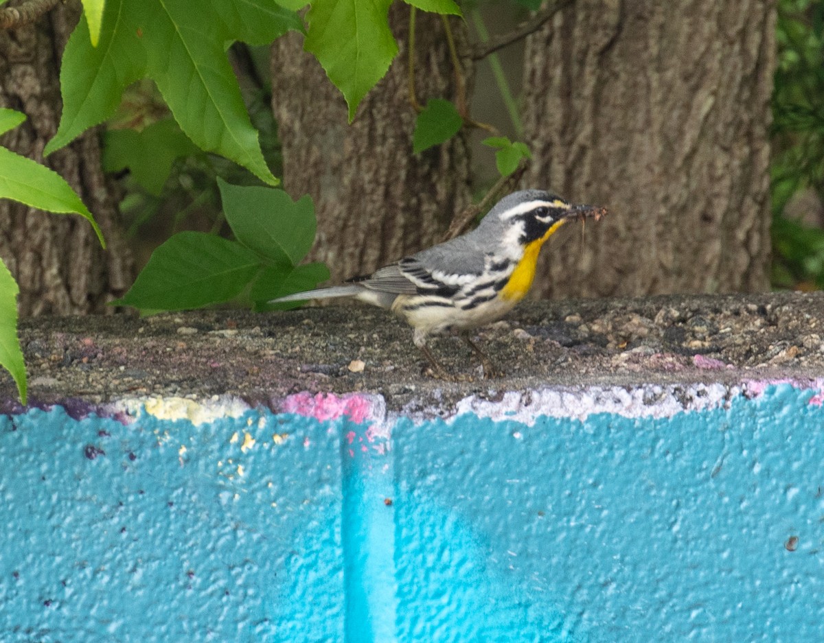 Yellow-throated Warbler - ML336758051