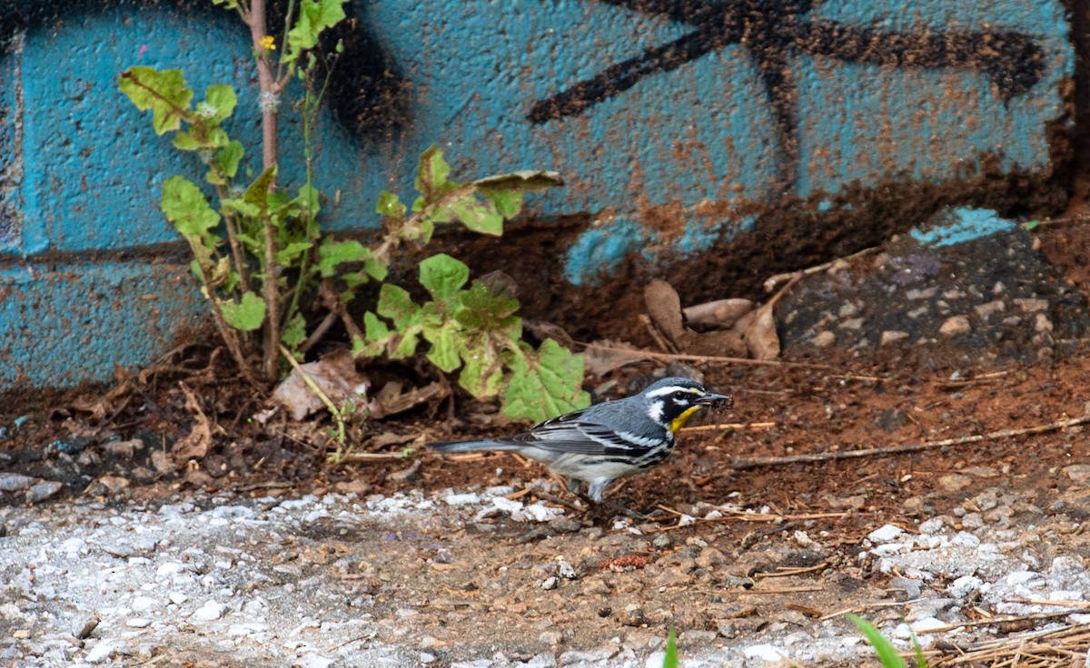 Yellow-throated Warbler - ML336758121