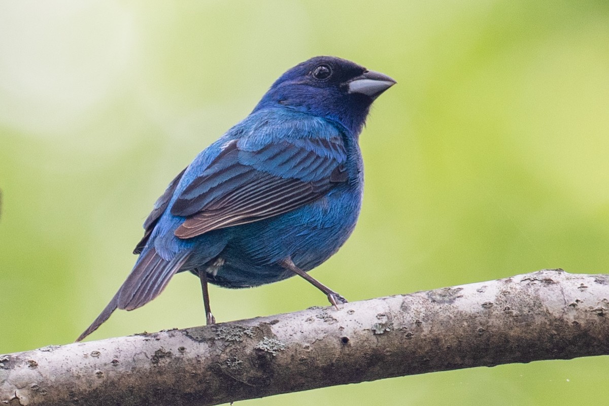 Indigo Bunting - ML336758141