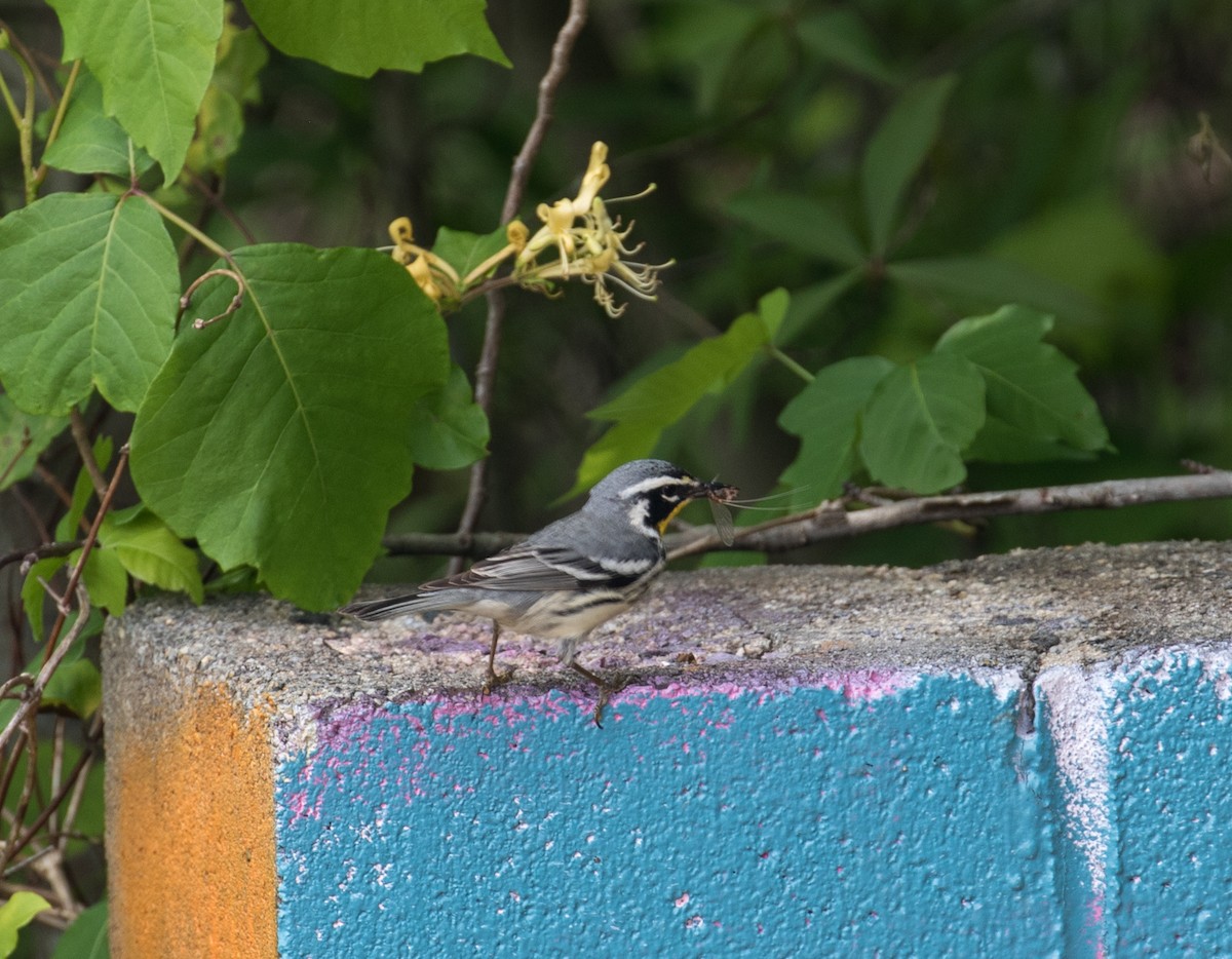 Yellow-throated Warbler - ML336758161