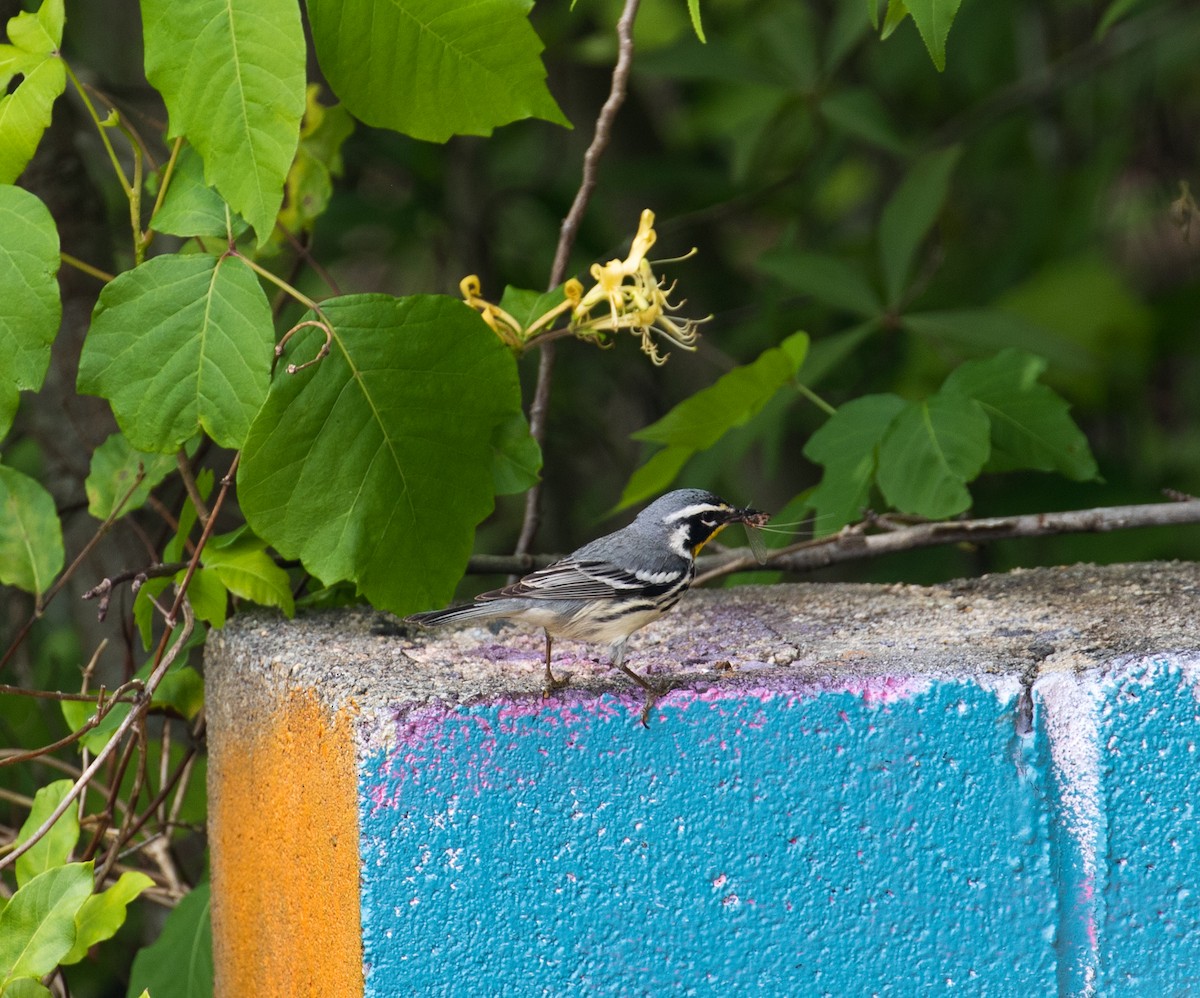 Yellow-throated Warbler - ML336758171