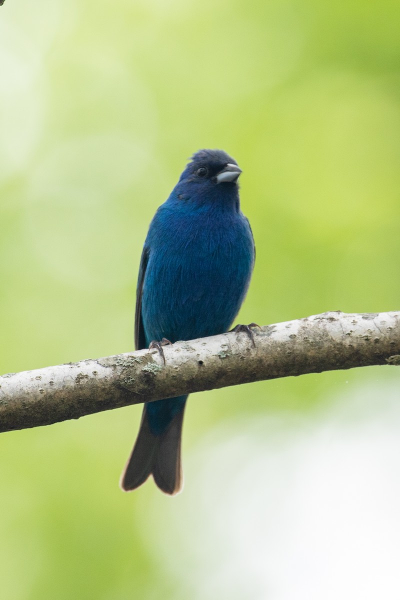 Indigo Bunting - ML336758241