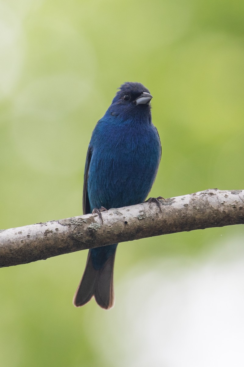 Indigo Bunting - ML336758281