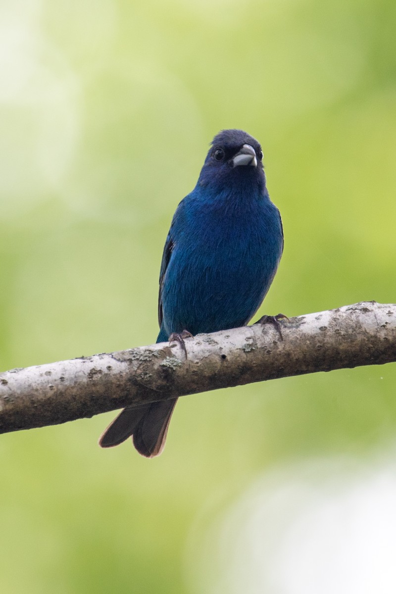 Indigo Bunting - ML336758371