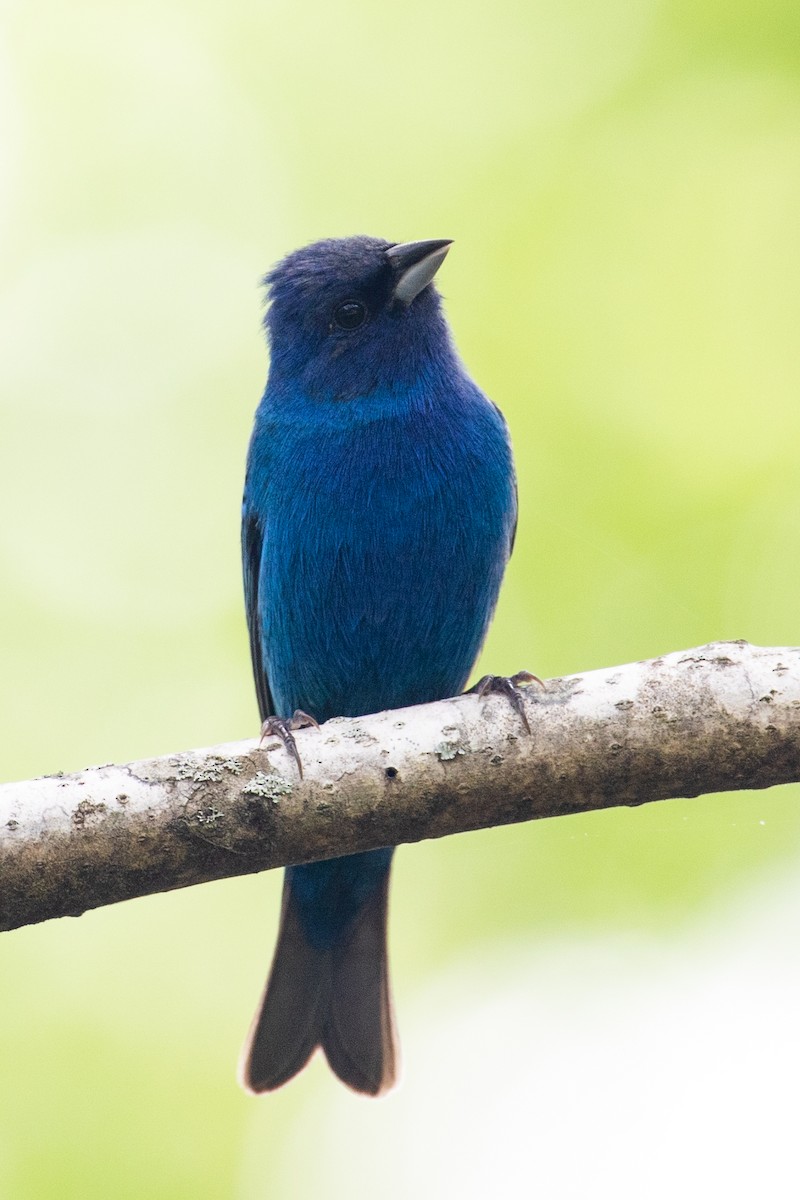 Indigo Bunting - ML336758391