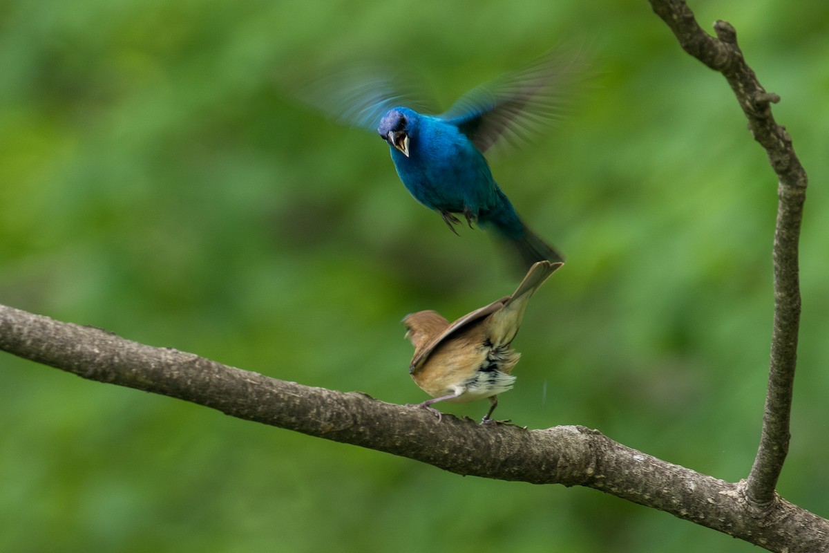 Indigo Bunting - ML336758461