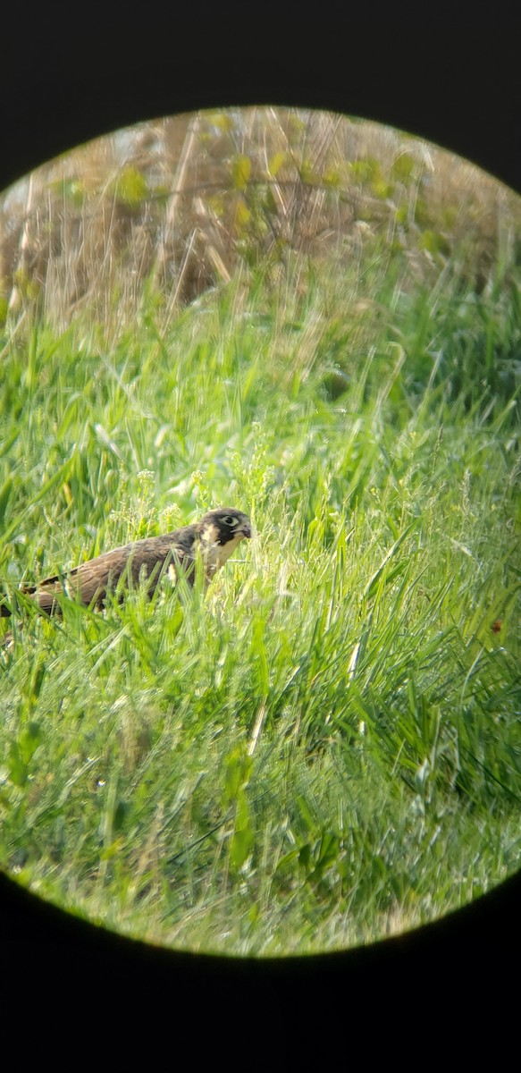 Peregrine Falcon - ML336758711