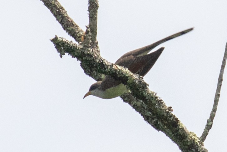 Yellow-billed Cuckoo - ML336758761
