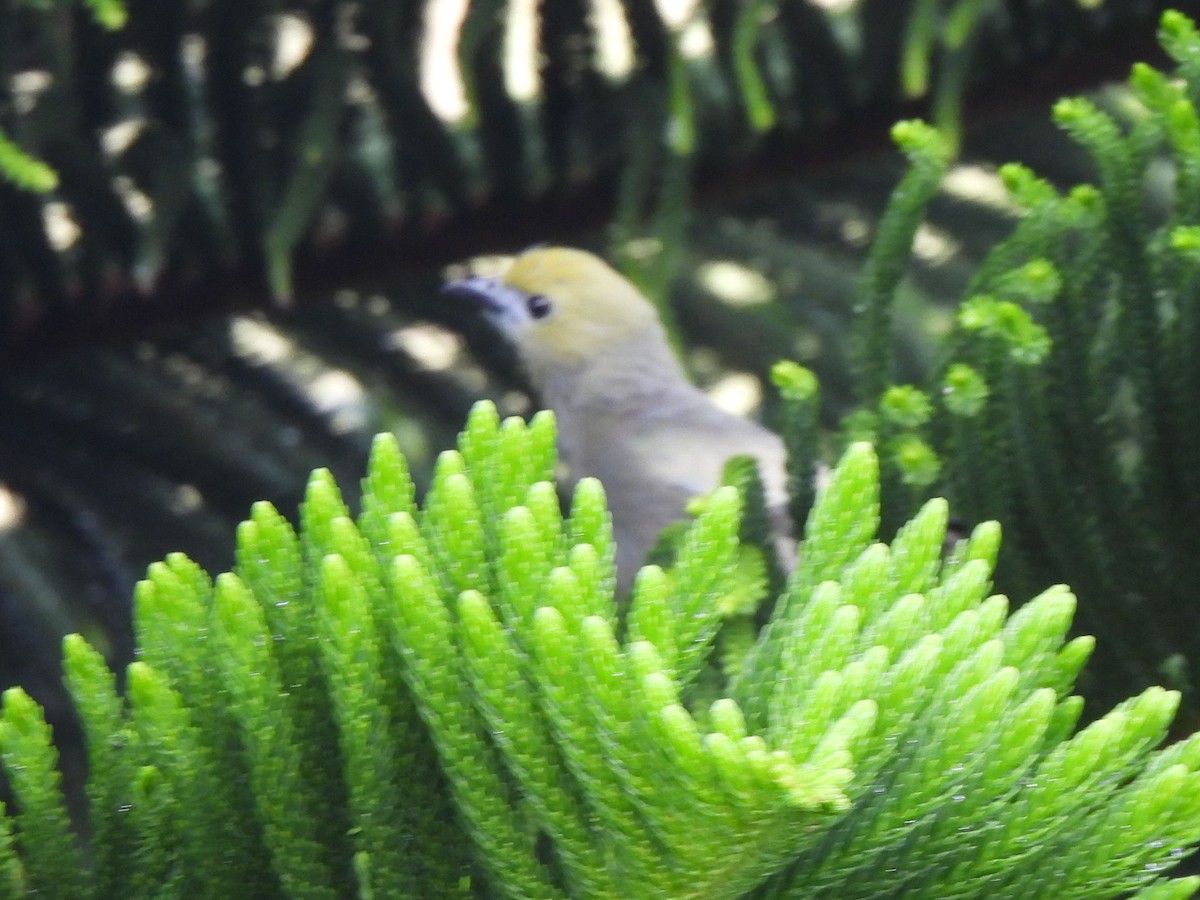 Palm Tanager - ML336759451