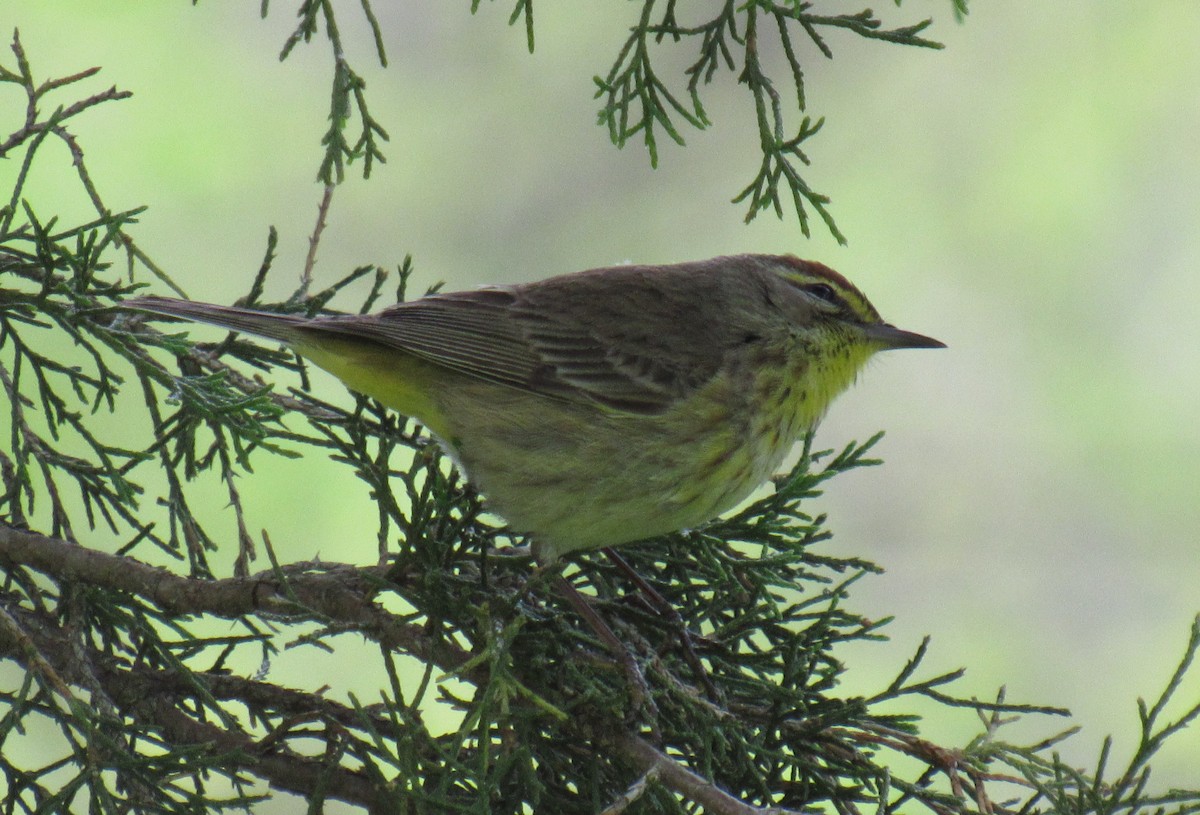 Palm Warbler - ML336759571