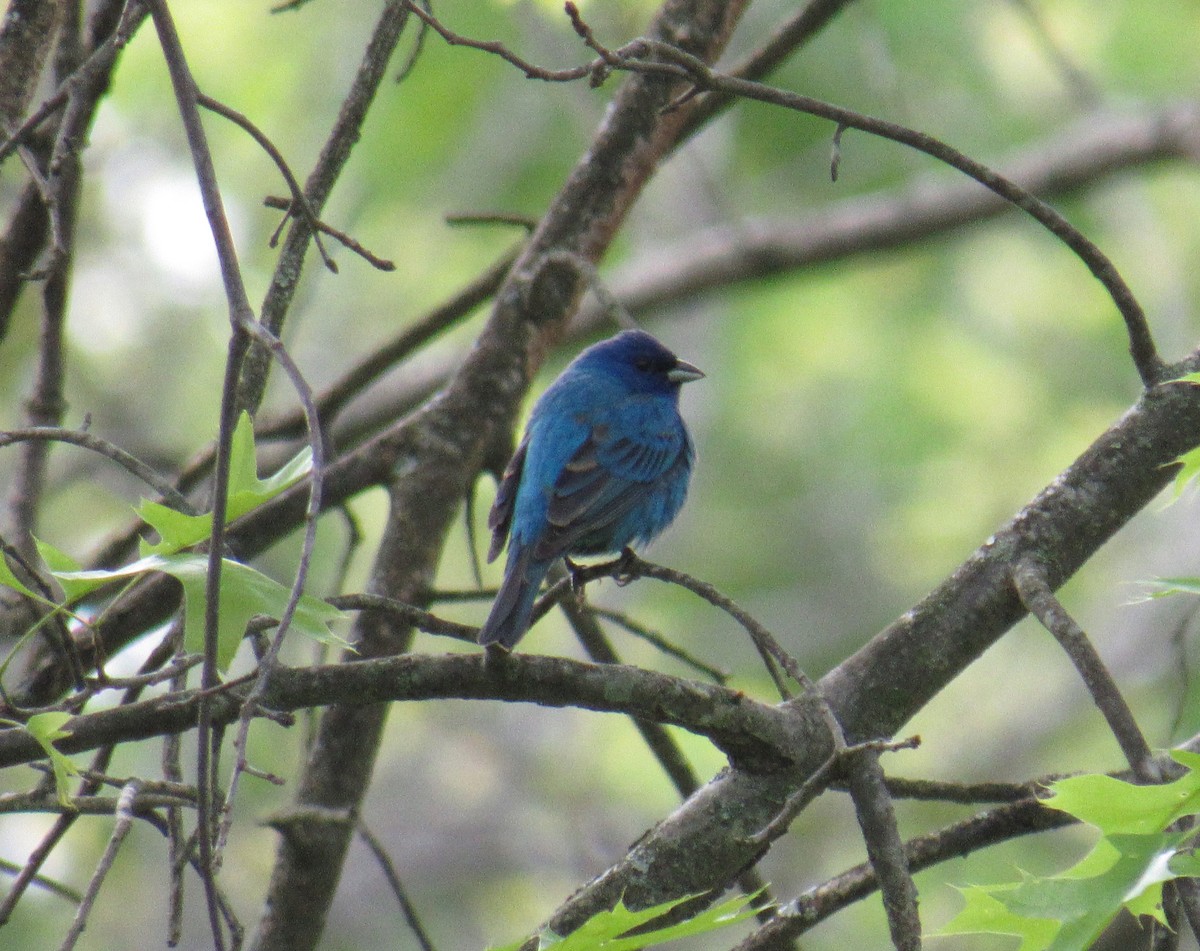 Indigo Bunting - Joshua  Eastlake