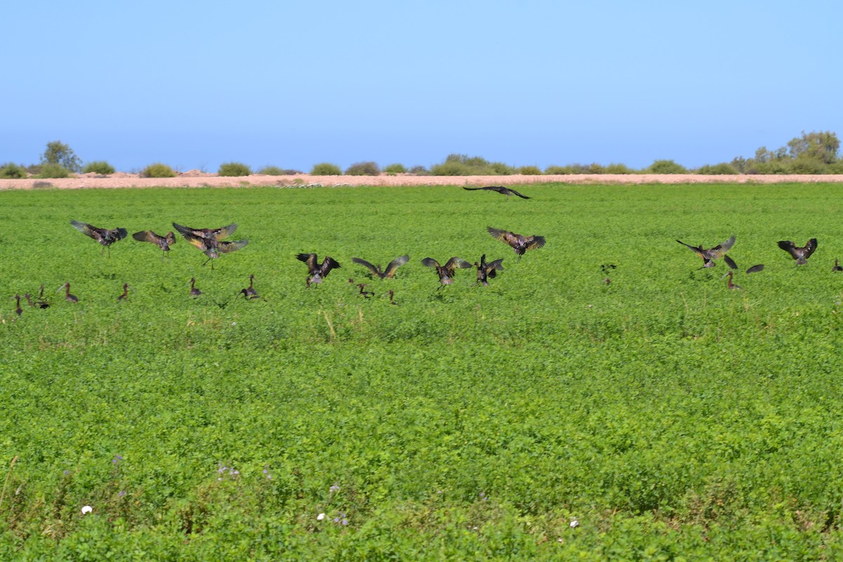 White-faced Ibis - ML336760911