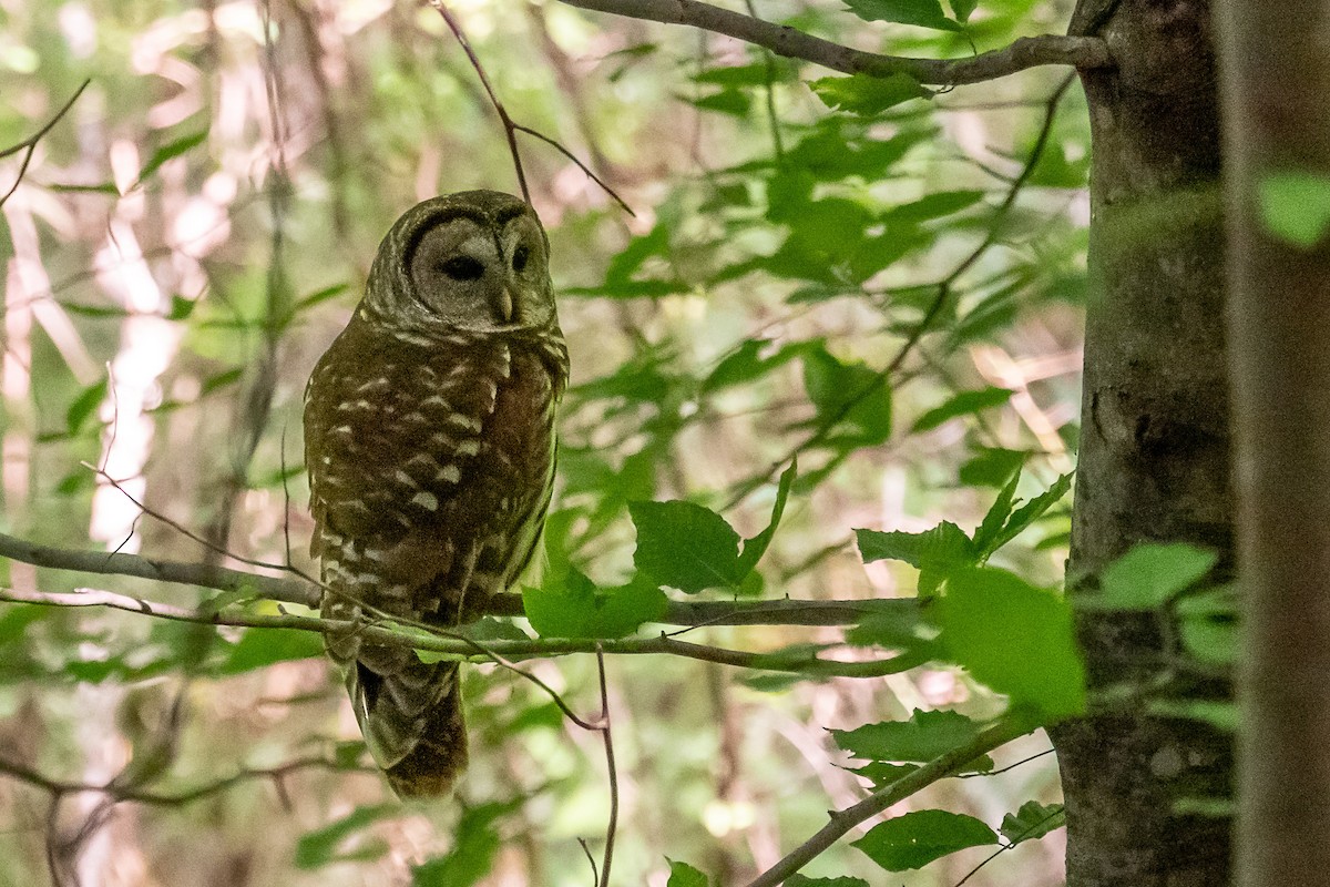 Barred Owl - ML336761031