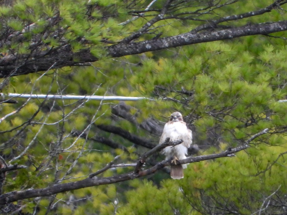 Red-tailed Hawk (borealis) - ML336761871