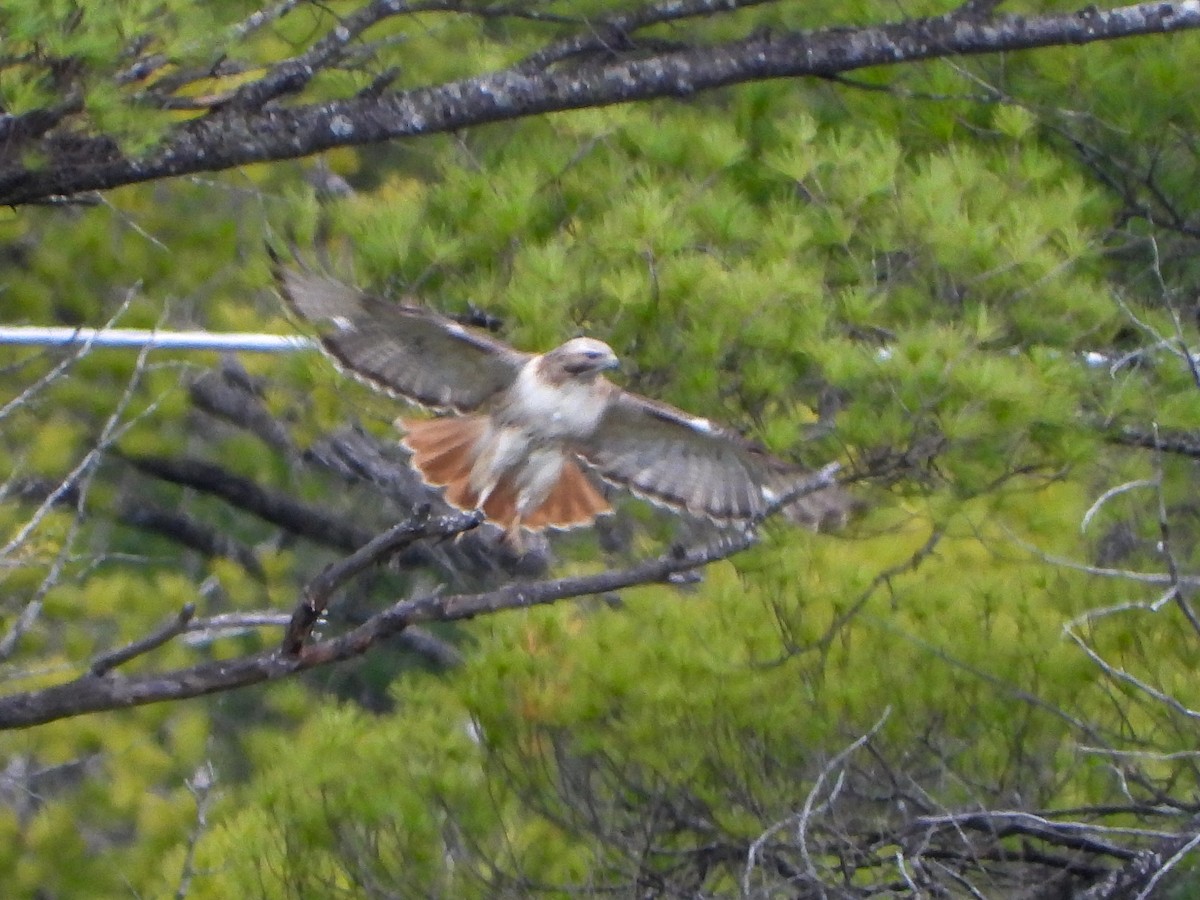 Red-tailed Hawk (borealis) - ML336761911